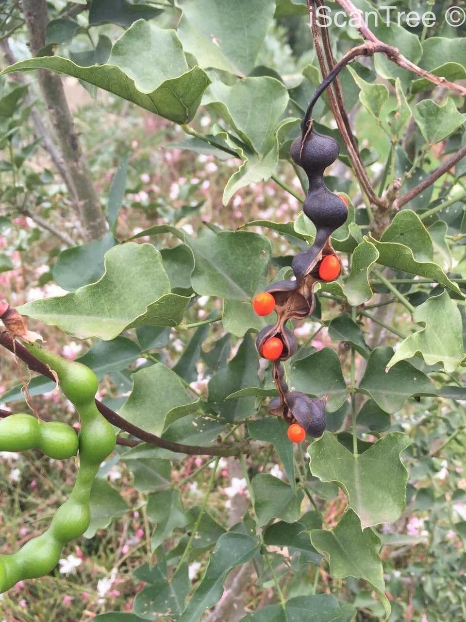 Erythrina