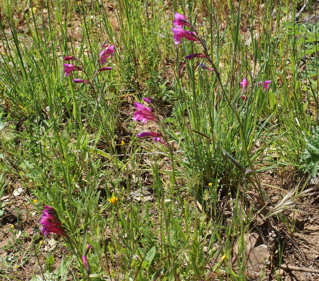 Illyrische Gladiole 10