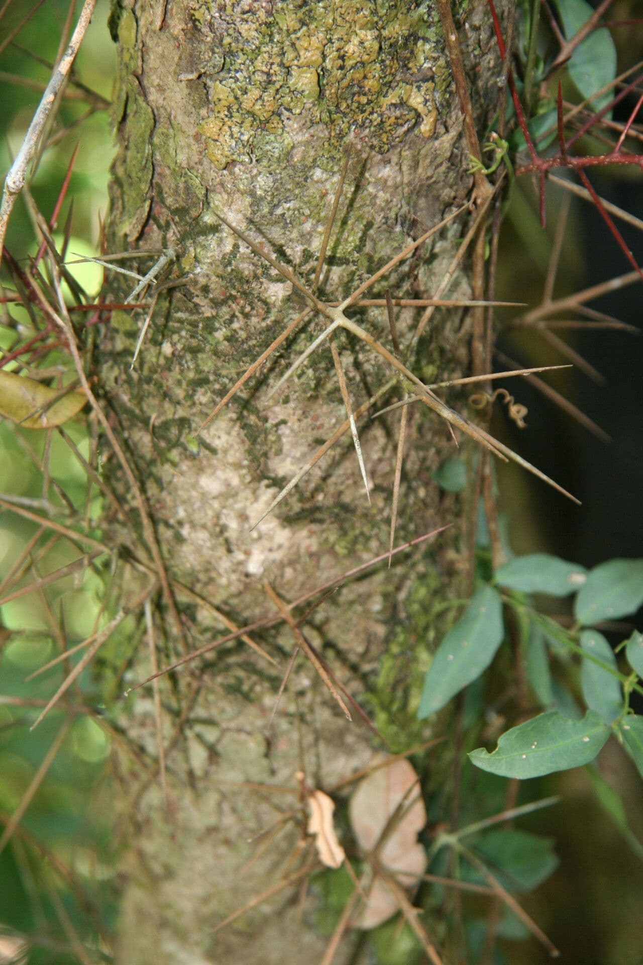 Xylosma 7