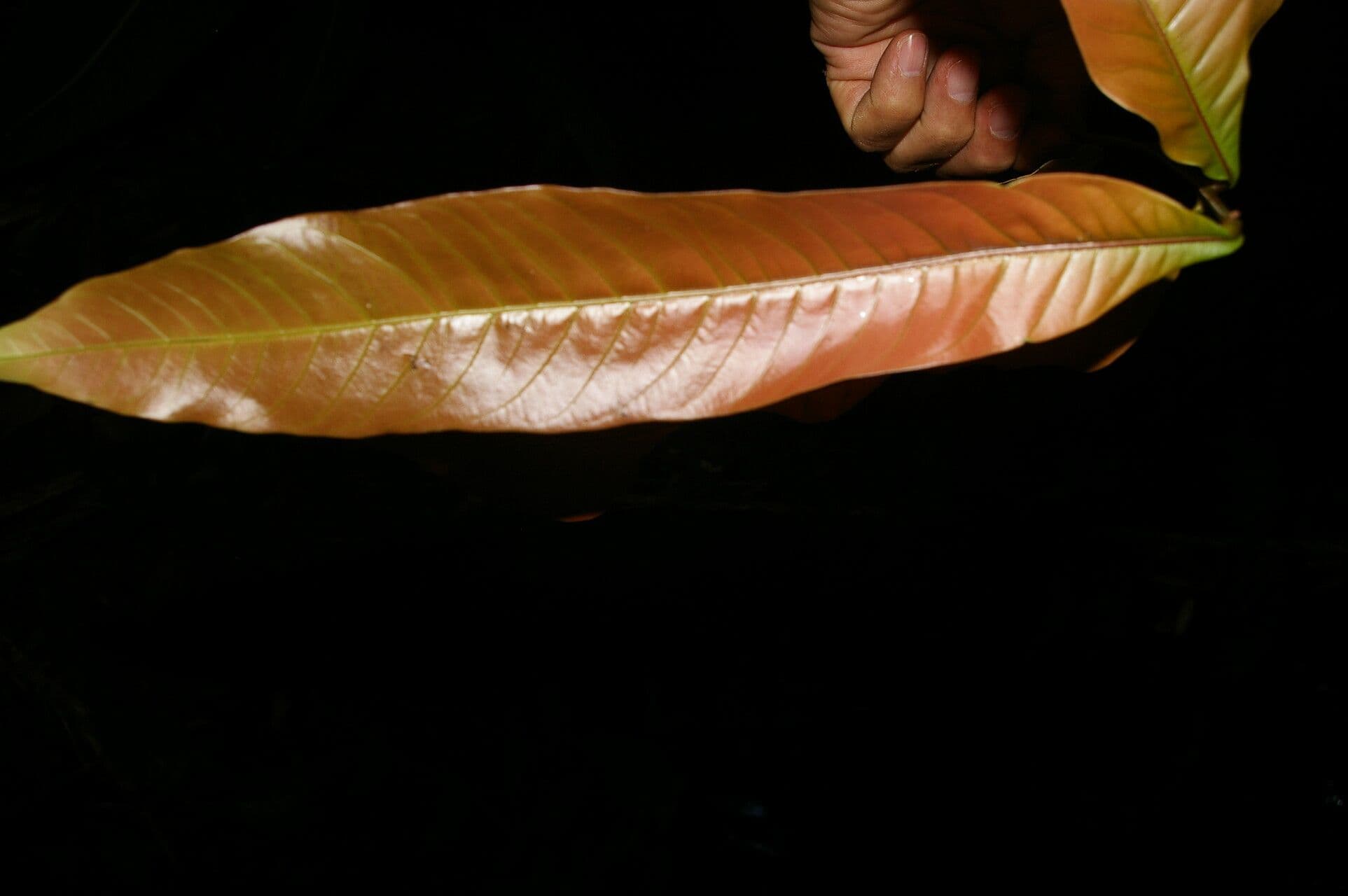 Oreomunnea