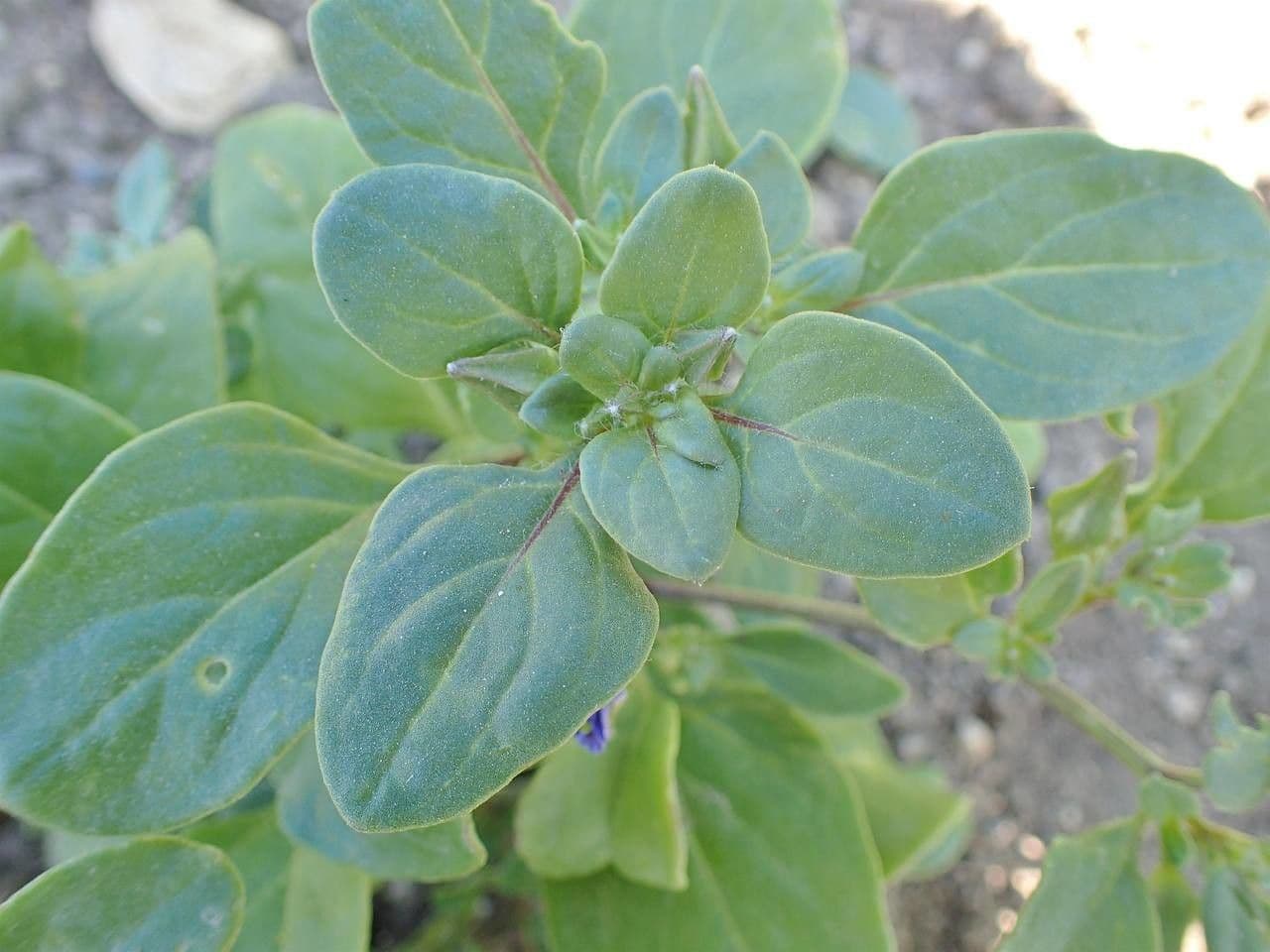 Kriechende Nolane 9