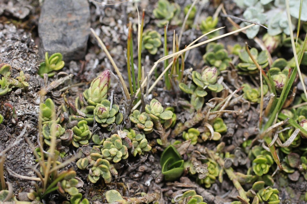Baccharis 9