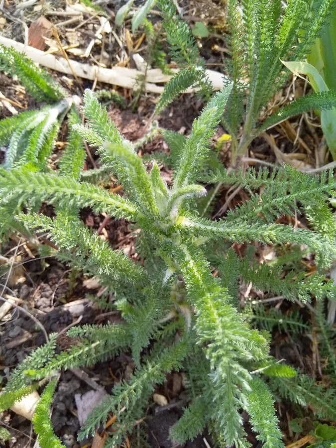 Achillea tomentosa 12