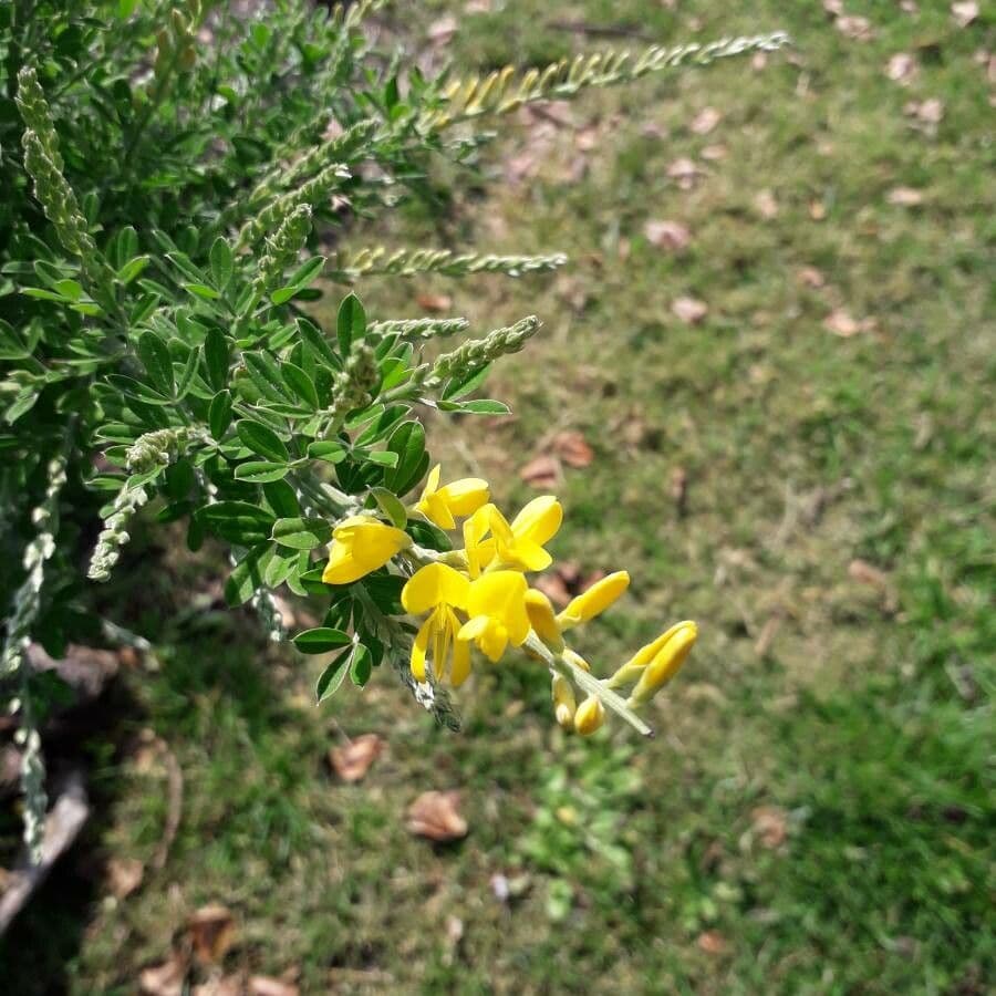 Genista z Madeiry