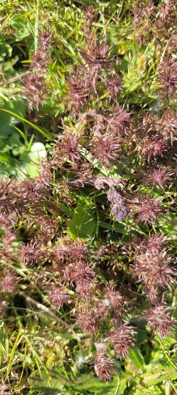 Triphysaria 2
