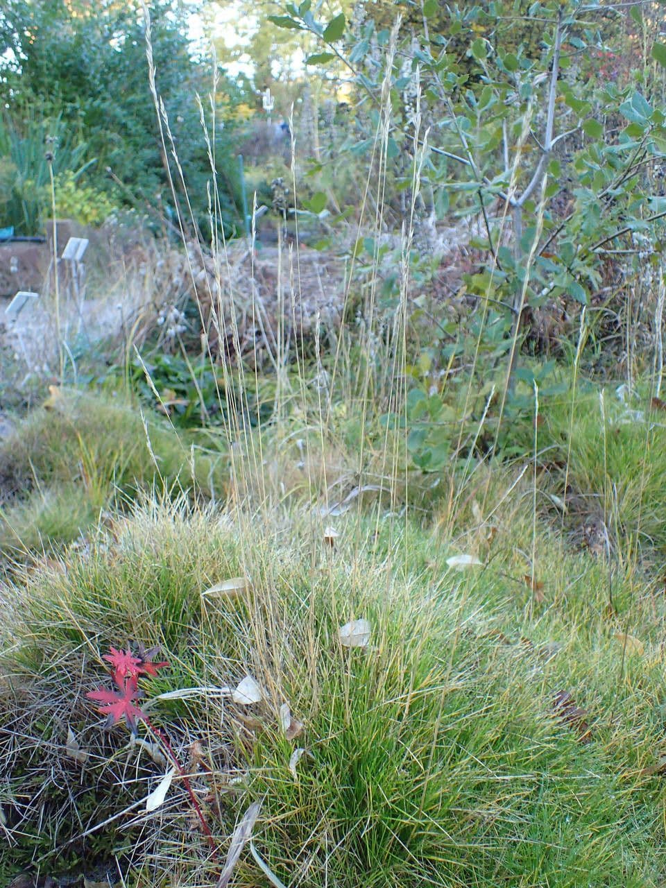 Festuca gautieri 11