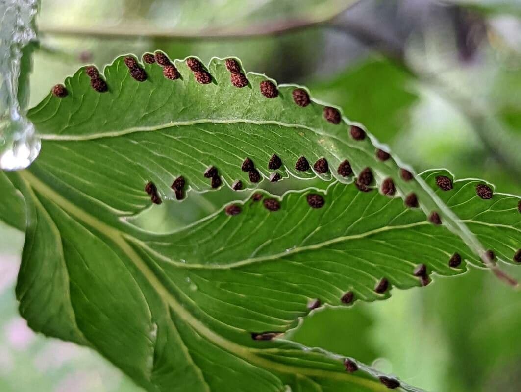 Microlepia platyphylla 2