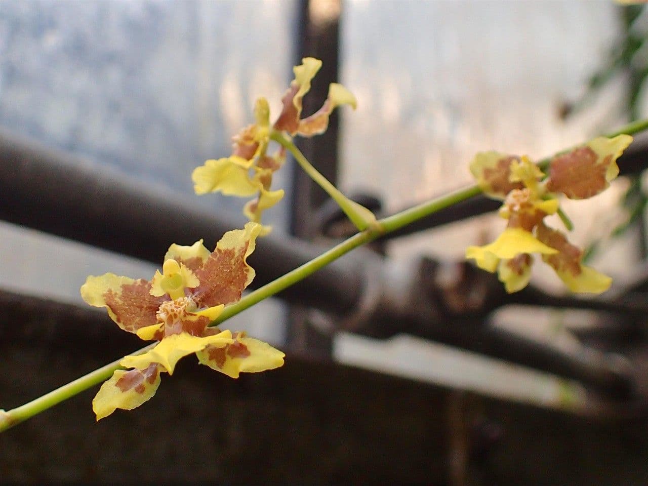 Oncidium 9