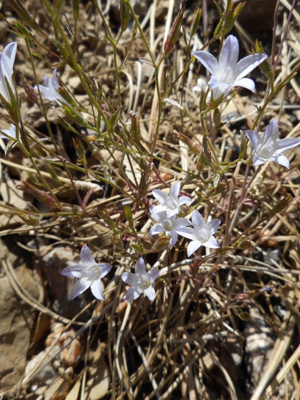 Campanula 8