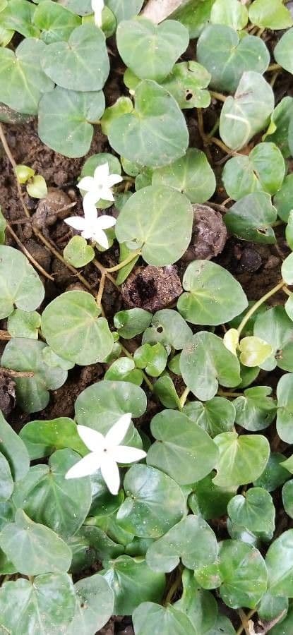 Dichondra a fiore piccolo 4