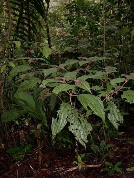 Miconia 6