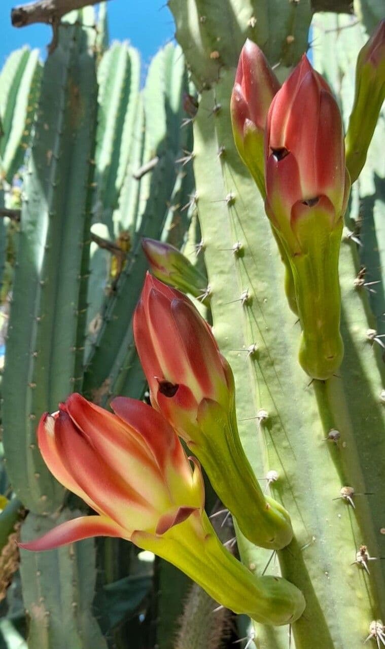 Cereus