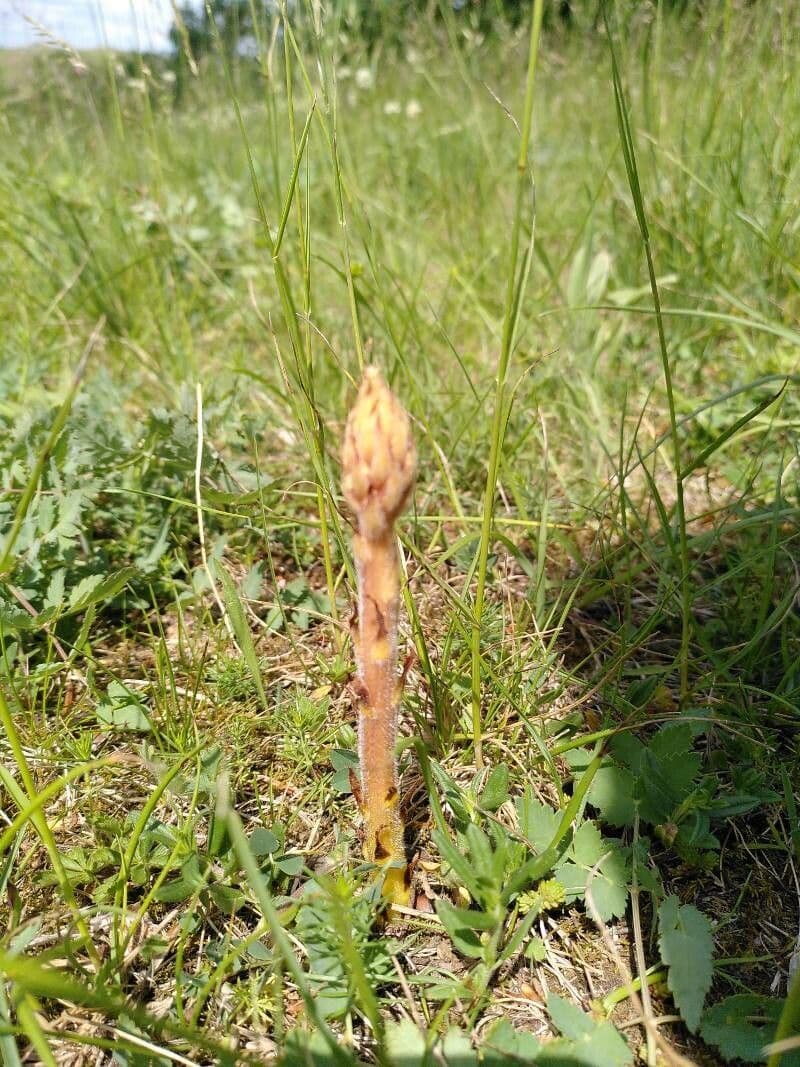 Orobanche maggiore 2