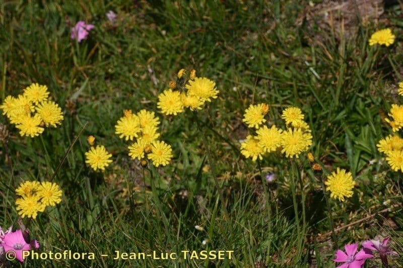 Pilosella corymbuloides 9