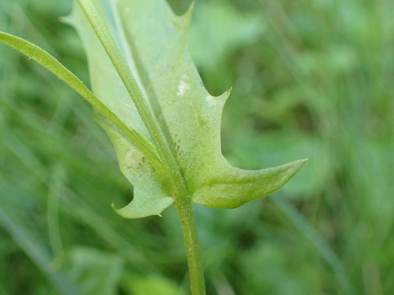 Radicchiella capillare 23