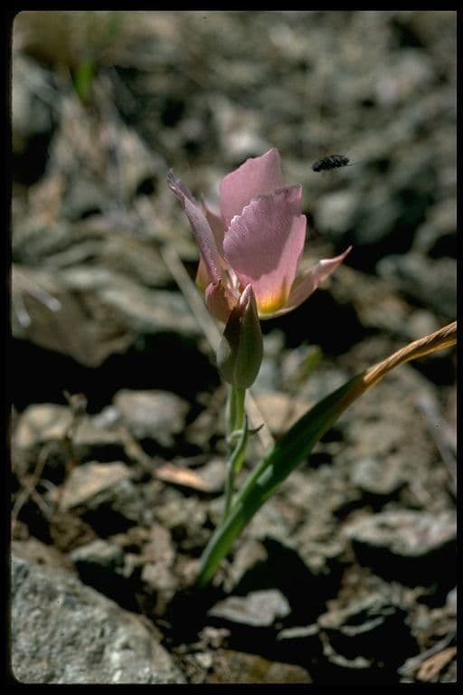 Calochortus 6