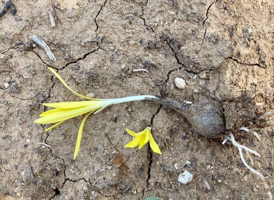 Sternbergia colchiciflora 16