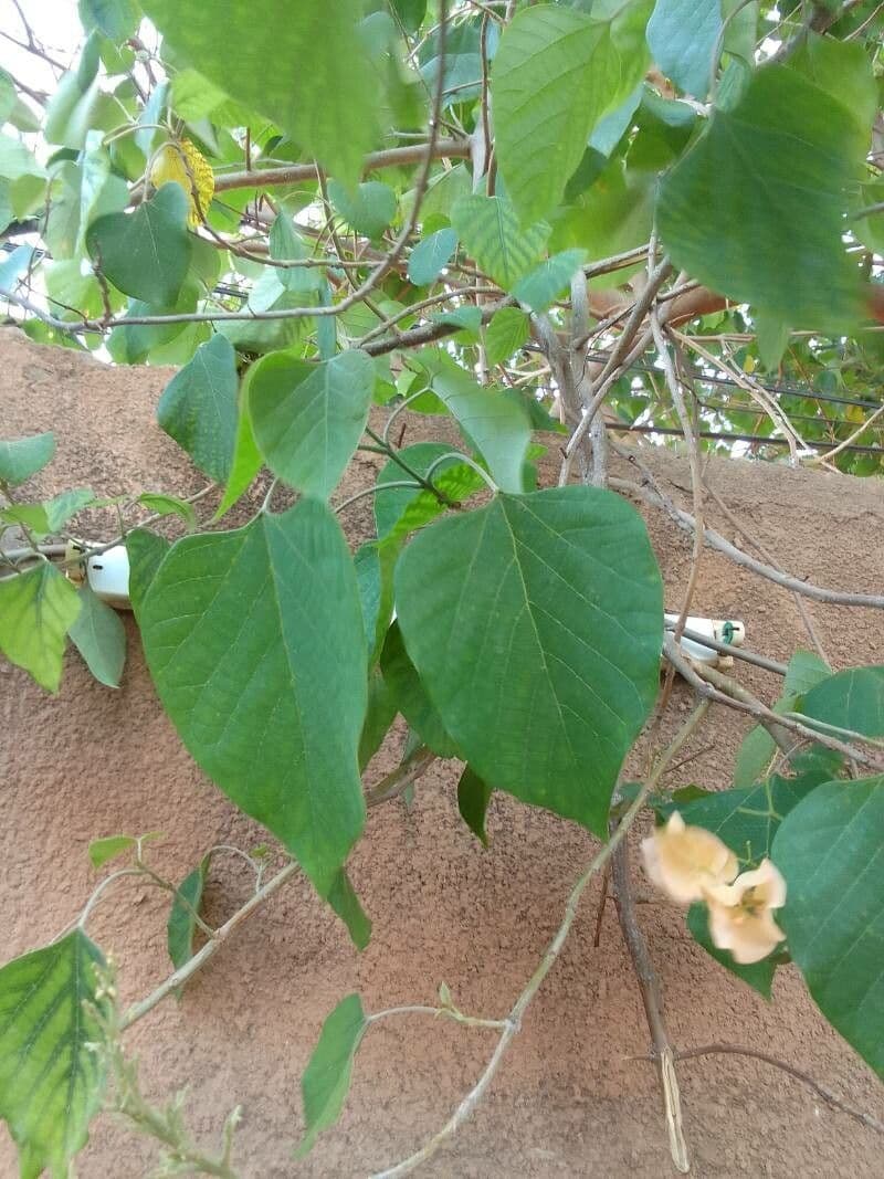 Gmelina arborea 16