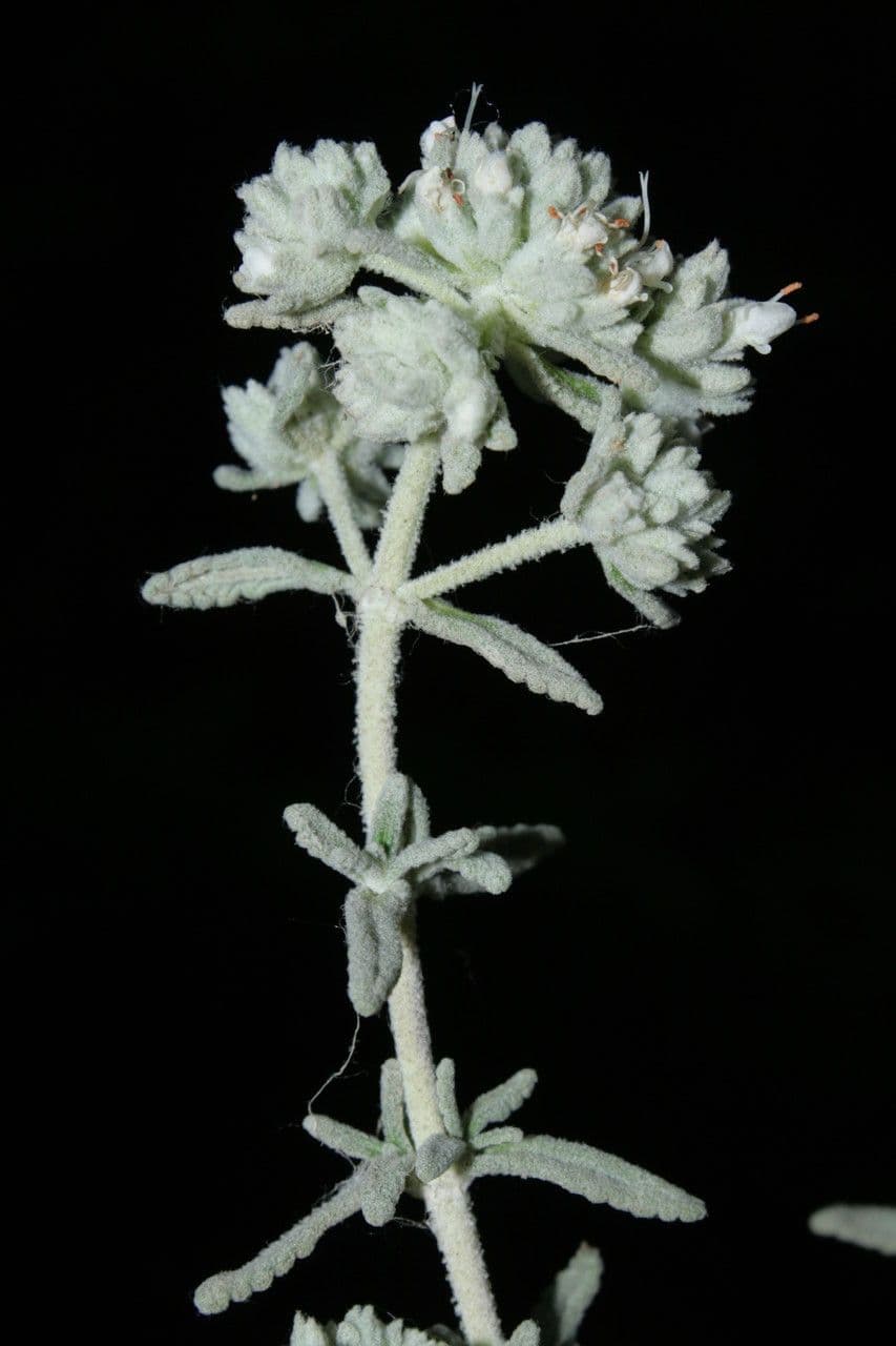 Teucrium 23