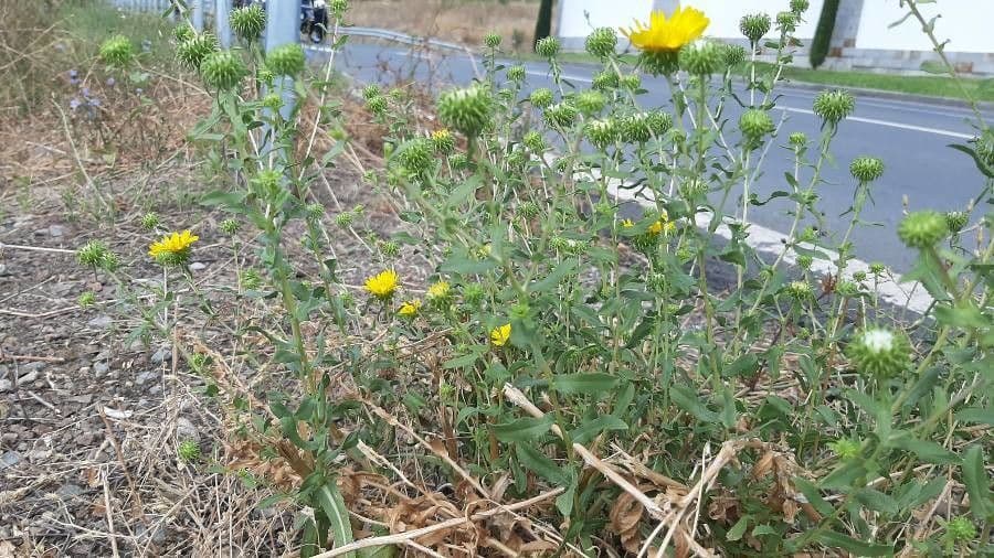 Grindelia 3