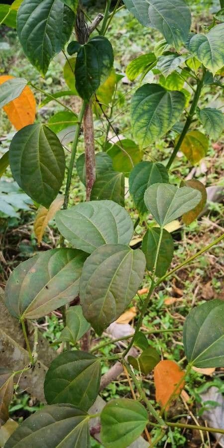 Jatropa 3