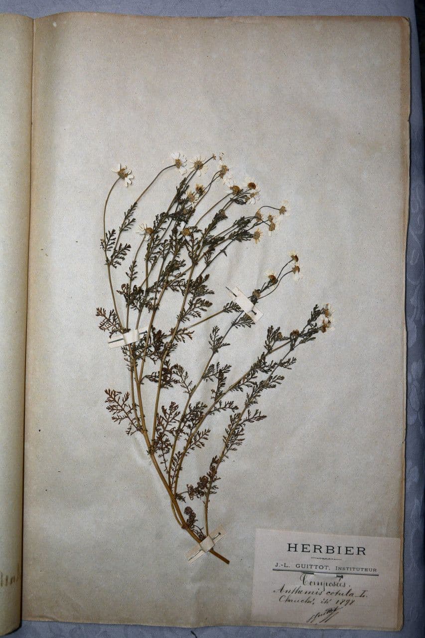 Camomilla fetida 25