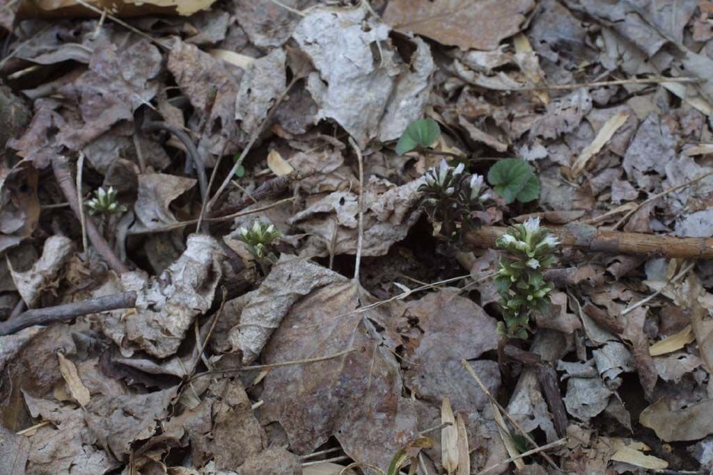 Viereckblume 14