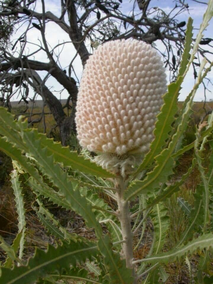 Banksia prionotes