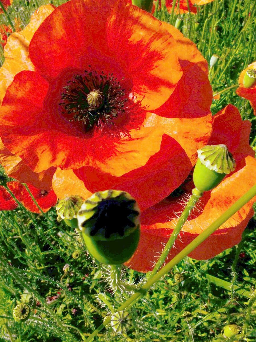 Klatschmohn 29