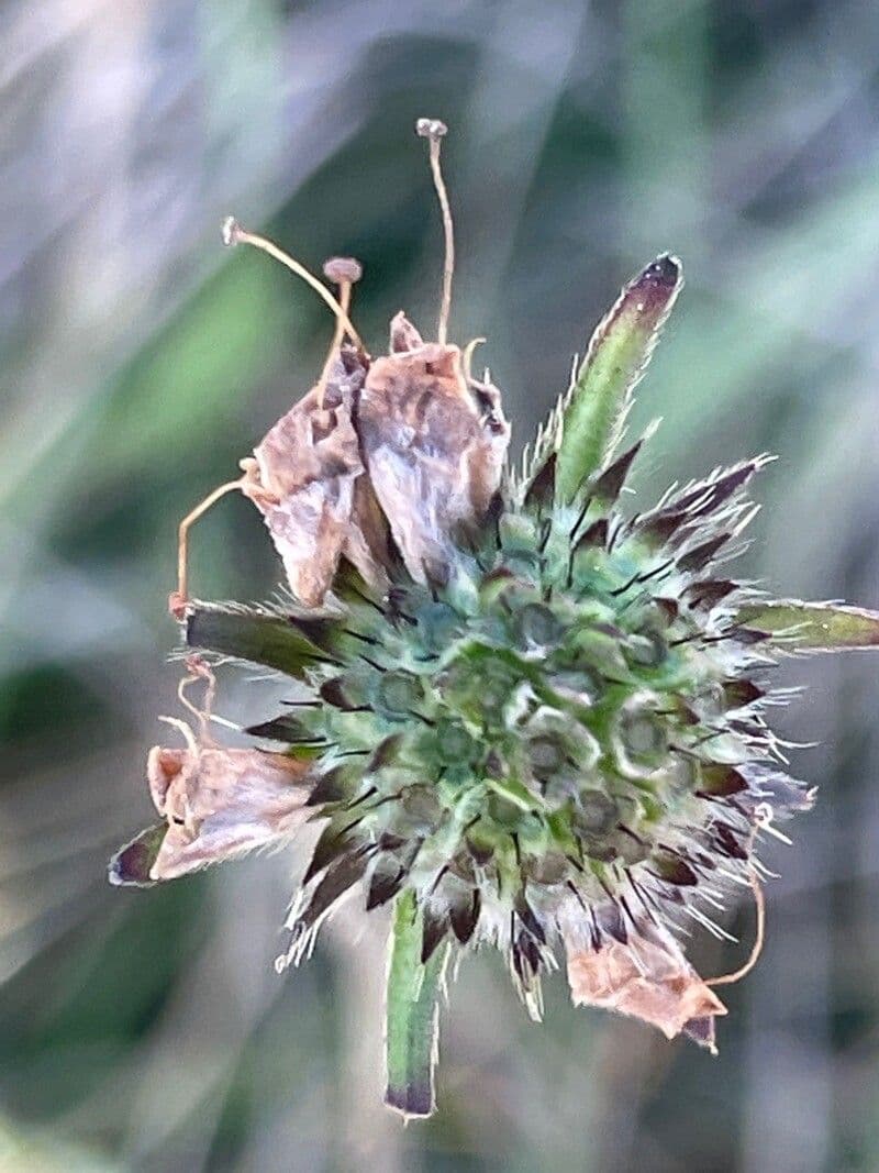Succisa 3