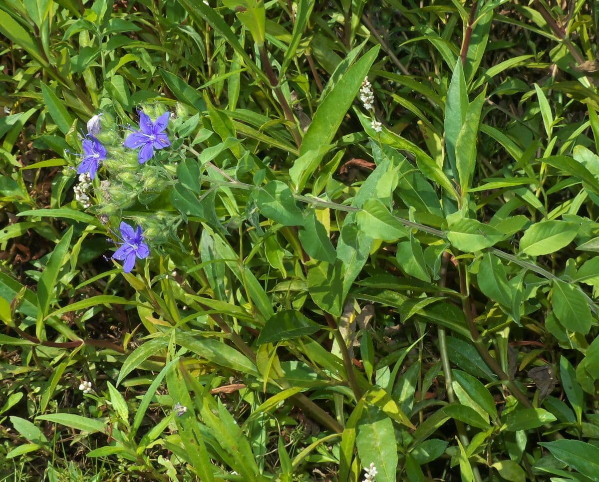 Hydrolea 10