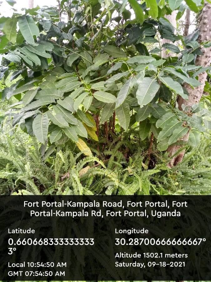 Zanthoxylum martinicense 3