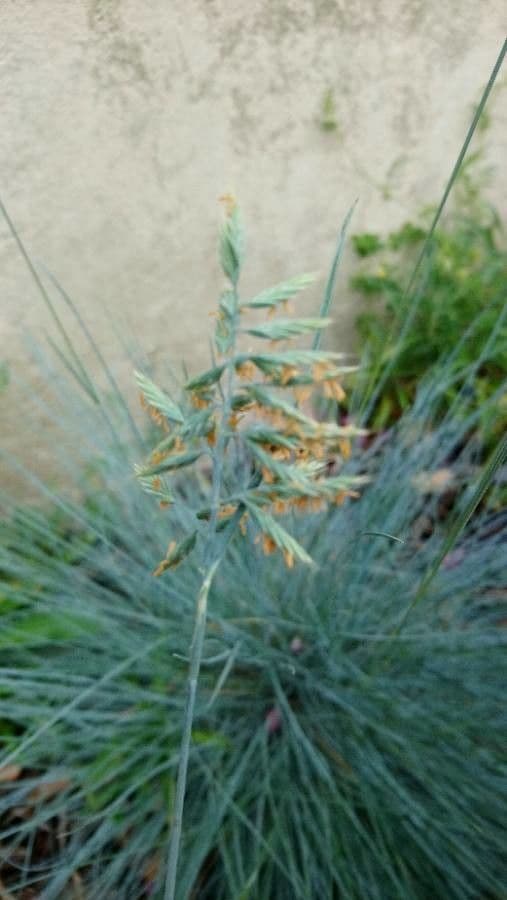 Festuca filiforme 7