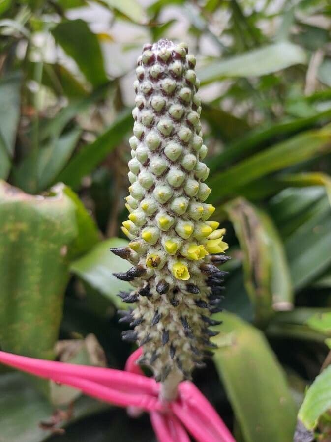 Aechmea bromeliifolia 2