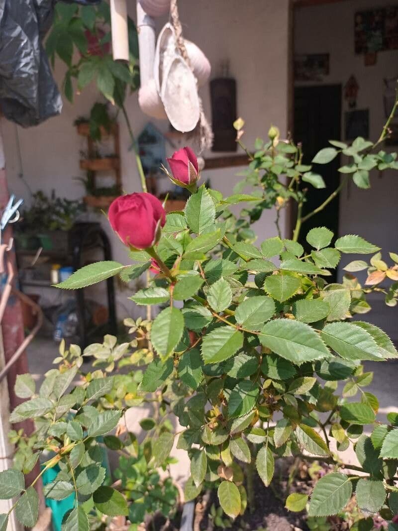 Wein-Rose 7