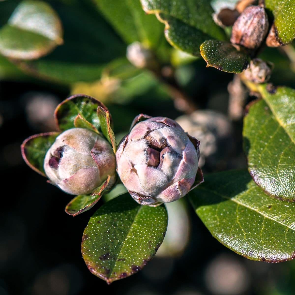 Rododendro 8