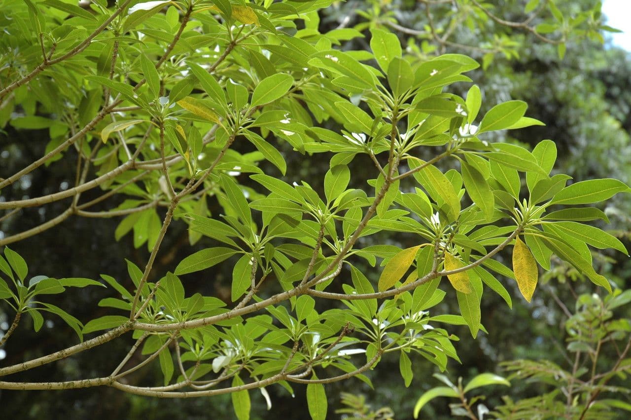 Rauvolfia 2