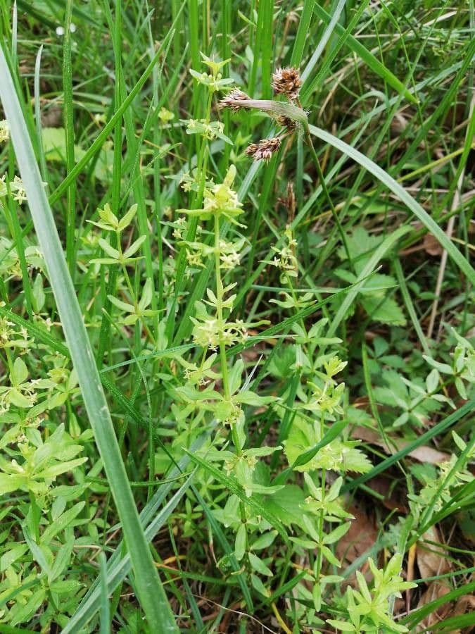 Crocettona glabra 9