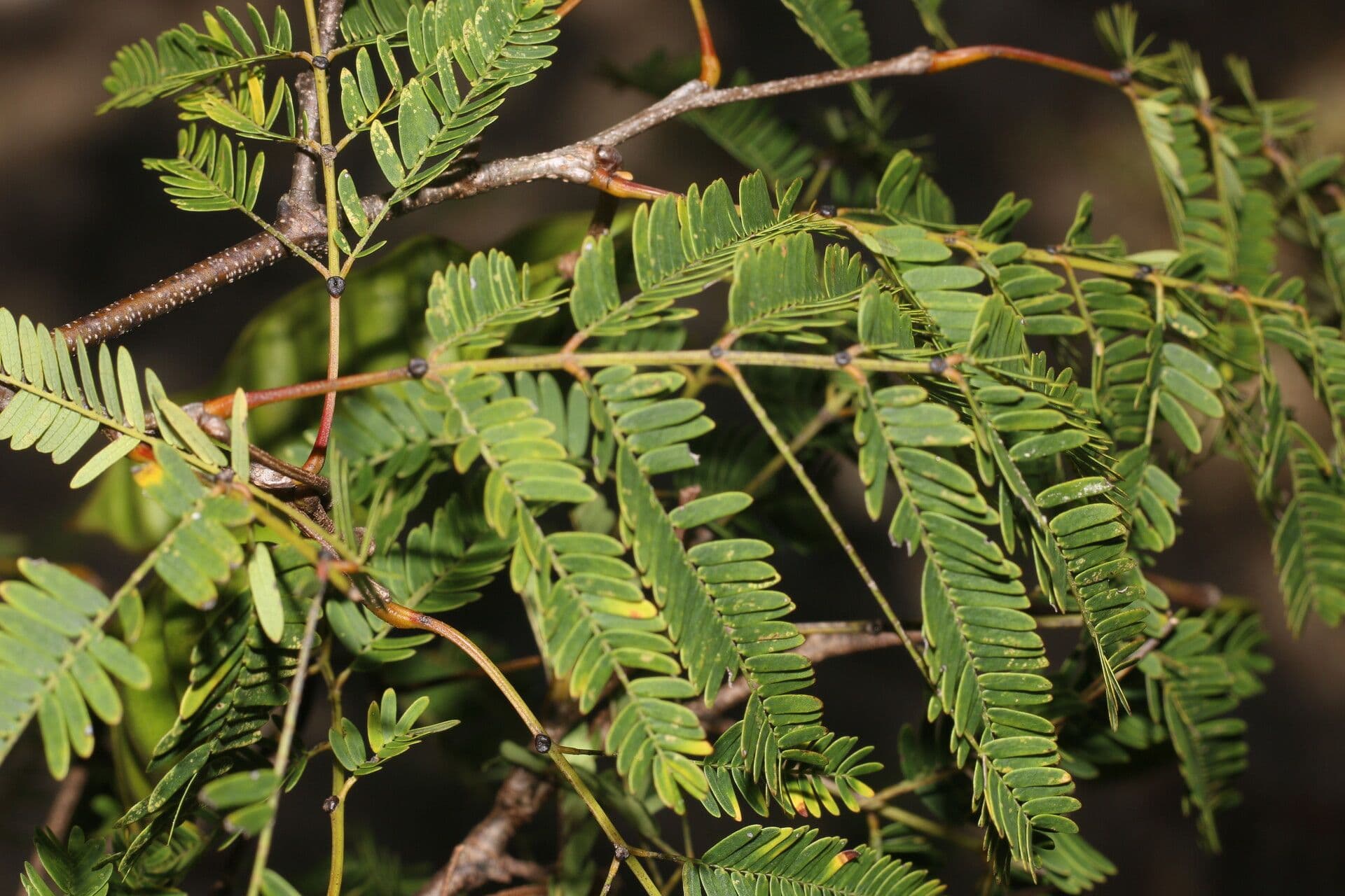Lysiloma divaricatum 8