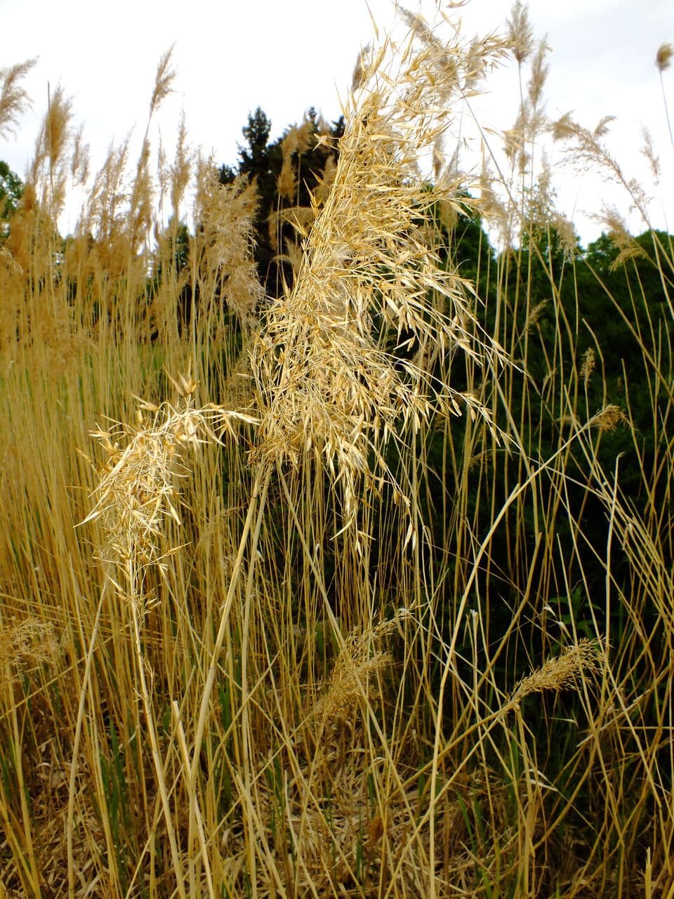 Stipa 2