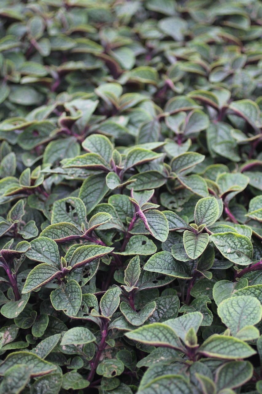 Plectranthus 9