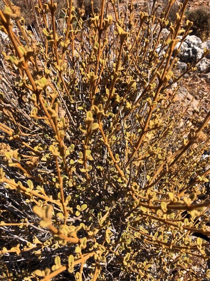 Phlomis lanata 14