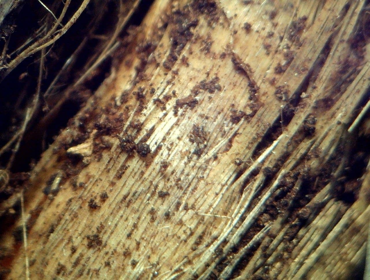 Heide-Lauch 23