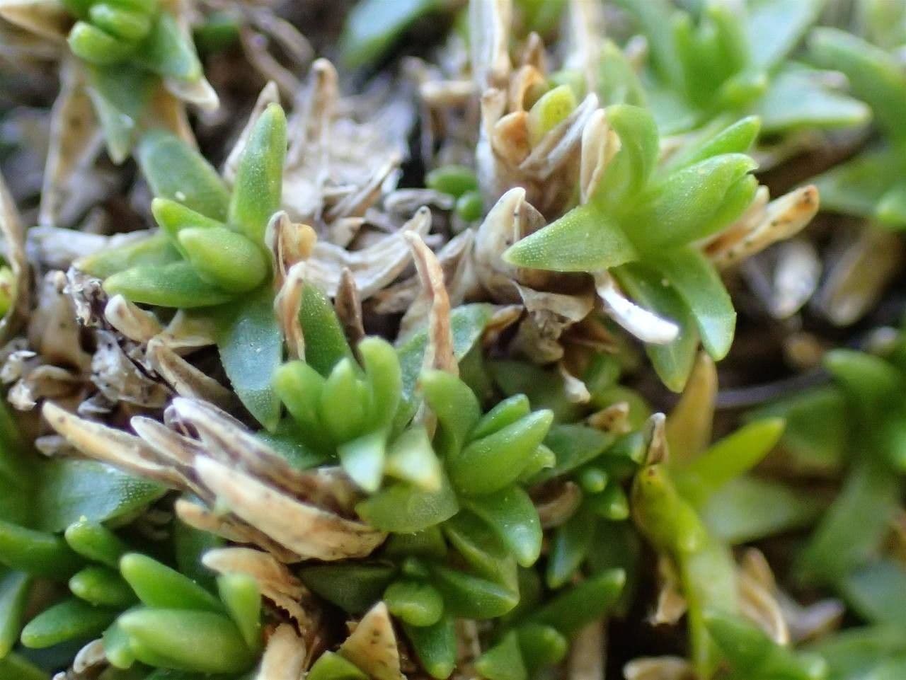 Minuartia sedoide 12