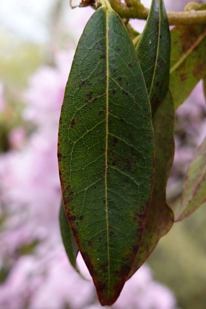 Rododendro 14