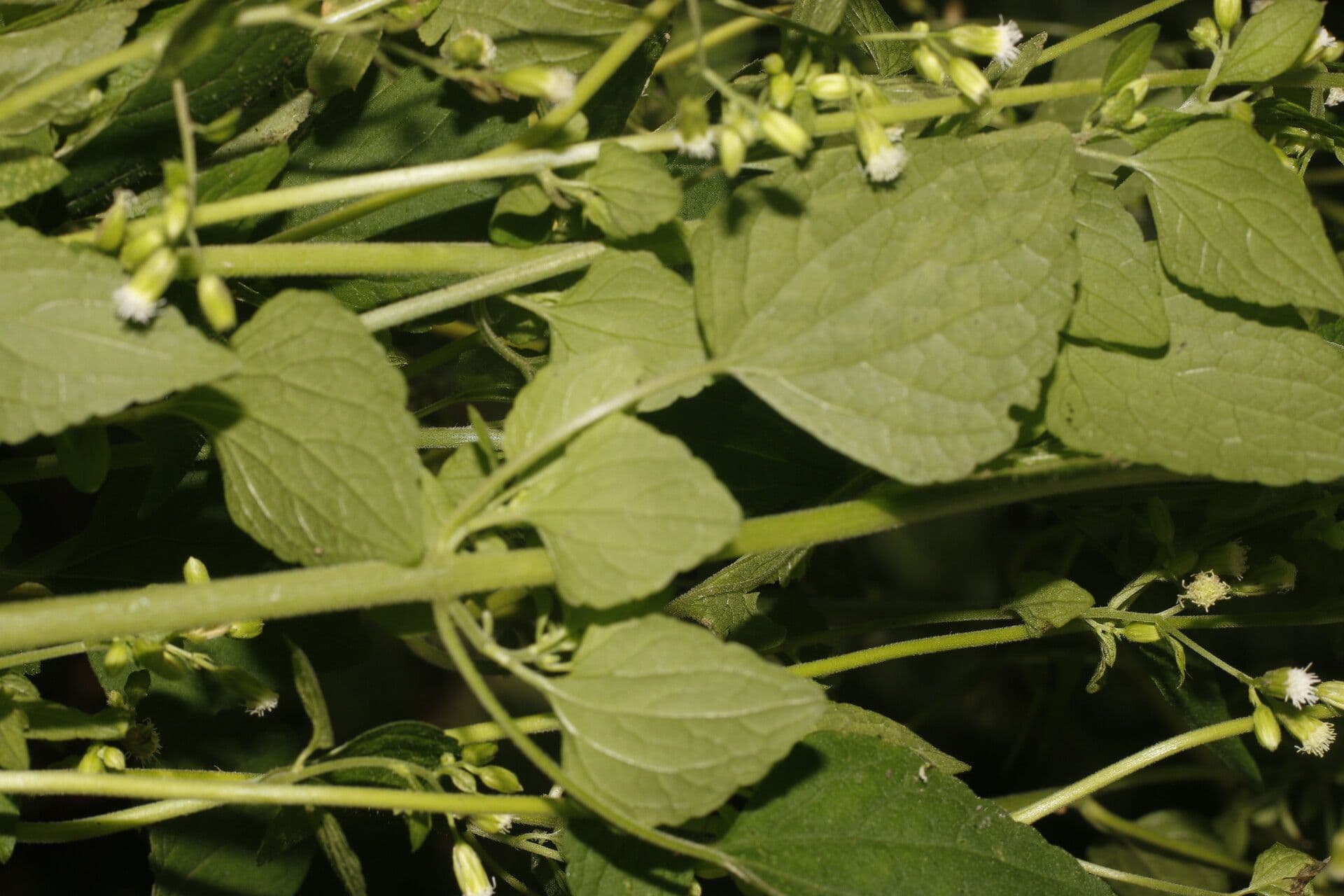 Fleischmannia 7