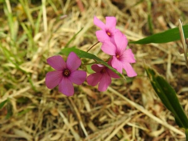 Acetosa debilis 5