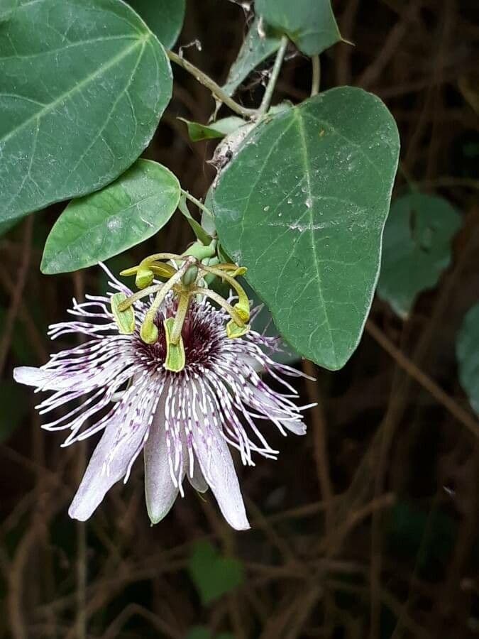 Fiore della passione 4