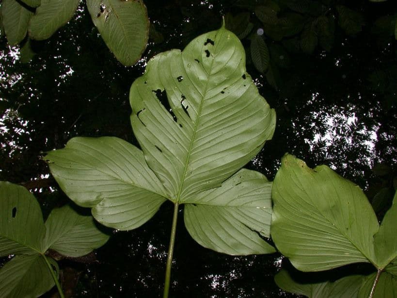 Philodendron 10