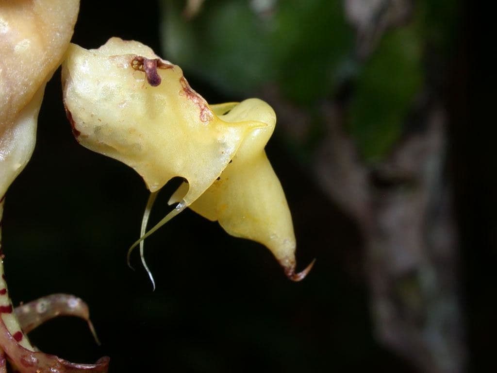 Gongora 3